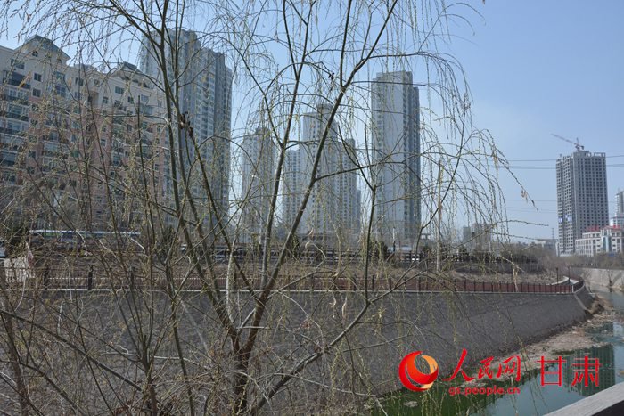 兰州雁滩南河道春意盎然