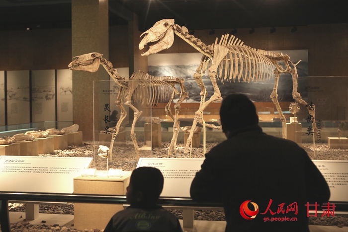 甘肃和政:构建三级网络 加强古动物化石保护