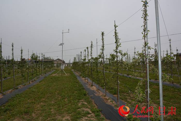 甘肃庆城扶贫靠科技:农民从拒绝苹果树到抢种