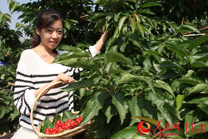 秦州樱桃映山红 踏青采摘正当时