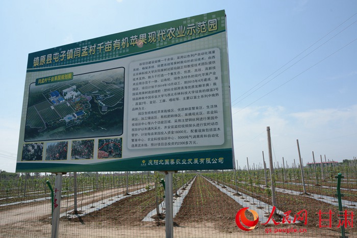 甘肃镇原:修起扶贫致富路,引来有机苹果园