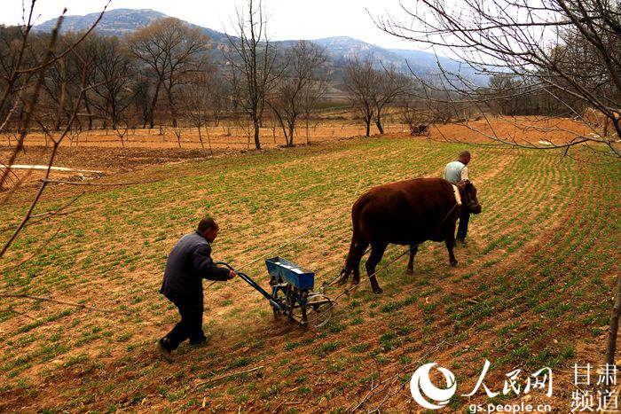 甘肃庆阳宁县为45.1万亩返青冬小麦加餐