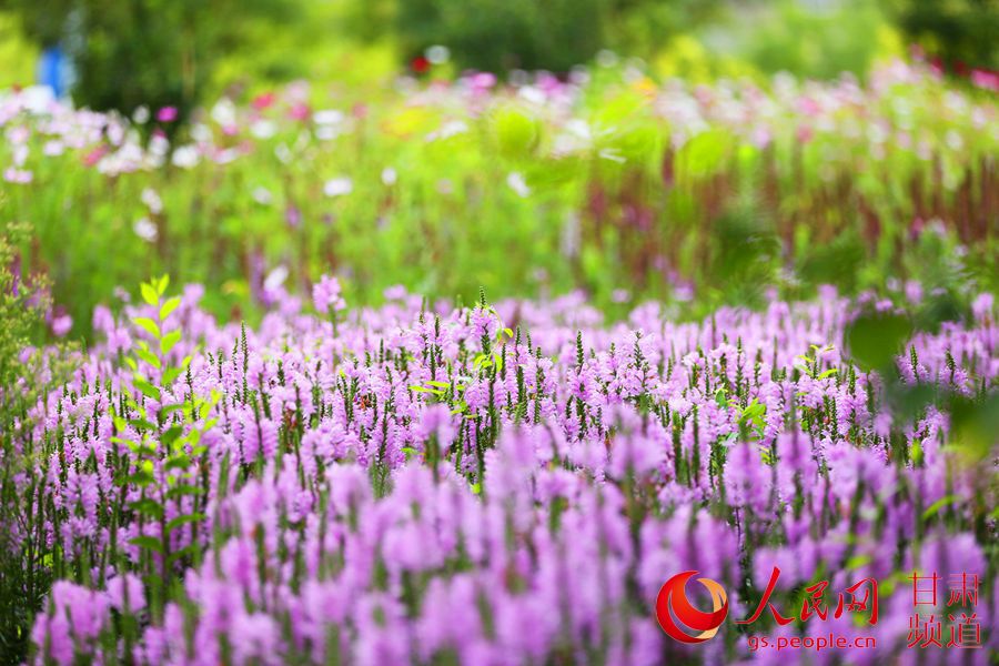 河西印象之“紫金花都”——金昌