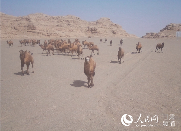 敦煌西湖保護區頻現大群野駱駝