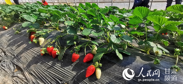 临夏县易地扶贫搬迁后续产业发展日光温室内，草莓长势喜人。（黄帆 摄）