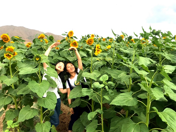 花開成海，吸引了不少游客觀光拍照（呂兆 攝）