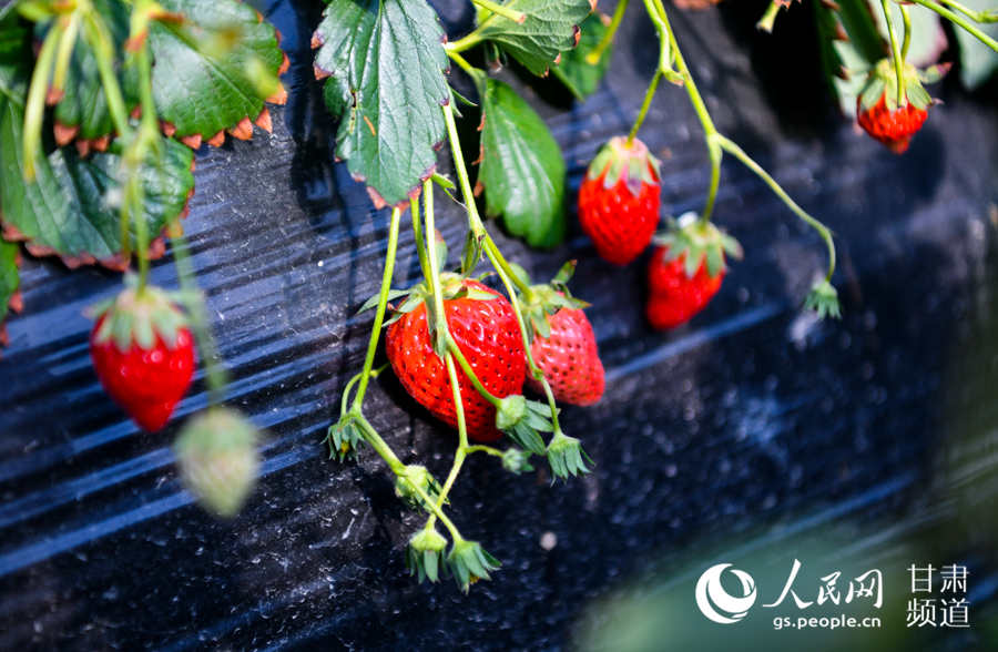 生態採摘園溫室大棚裡已經成熟的草莓。（侯崇慧攝）