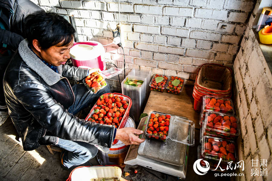 一位種植戶將剛採摘的新鮮草莓裝盒准備出售。（侯崇慧攝）