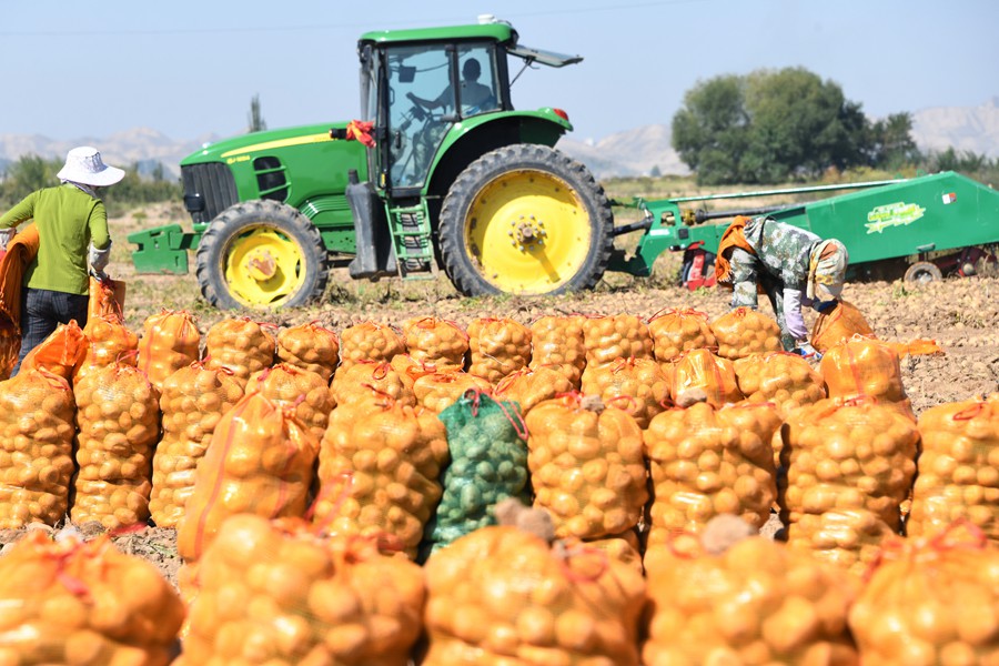 蘭州新區4000畝“訂單馬鈴薯”喜獲豐收。丁凱 攝