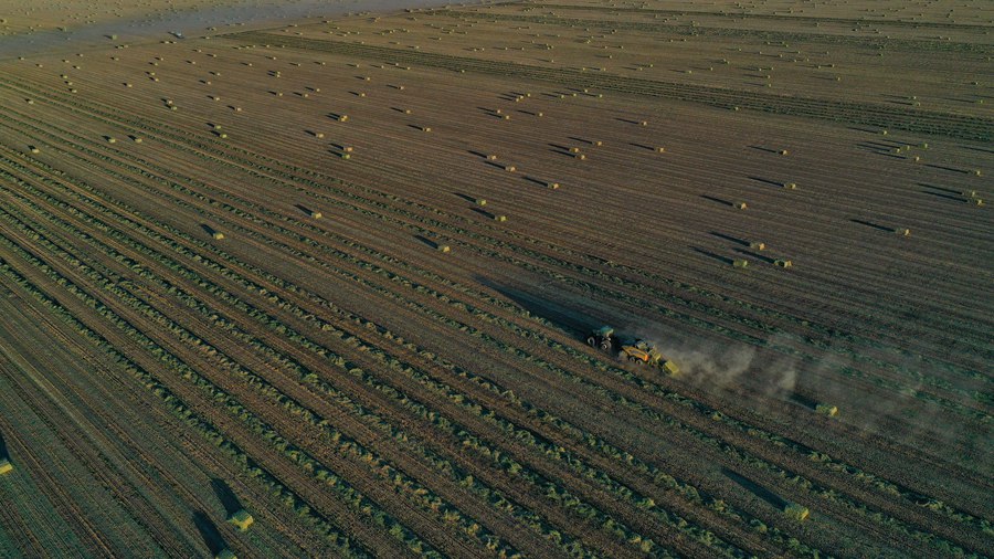 山丹马场21万亩燕麦草正在进行打包机械化作业。王超摄