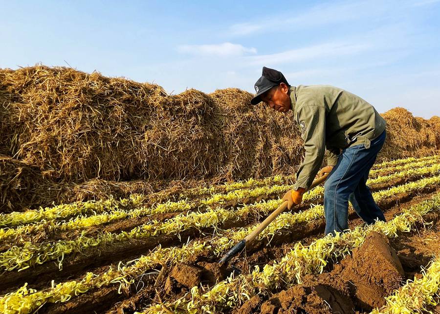 蘭州市西固區張家大坪村農民收割韭黃。西固區融媒體中心供圖