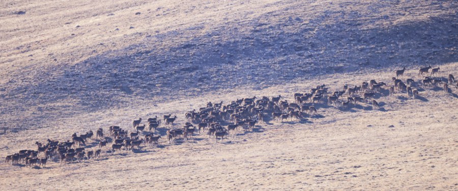 国家一级保护动物白唇鹿特大种群再现祁连山国家公园。 武雪峰 安维斌摄