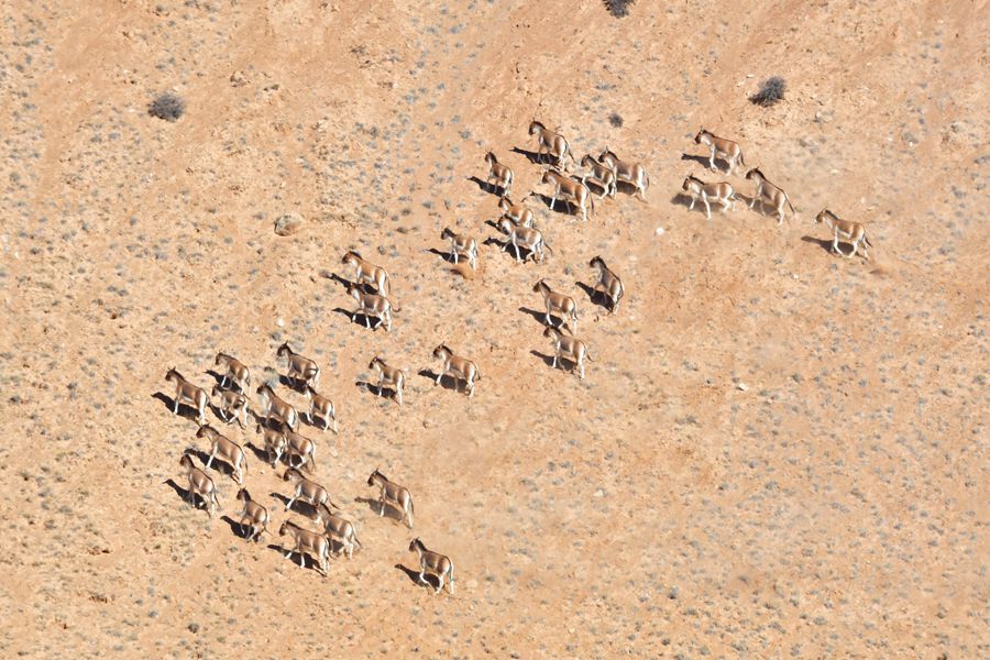 甘肅肅南現200多頭西藏野驢種群。武雪峰 安維斌攝