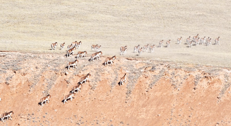 甘肅肅南現200多頭西藏野驢種群。武雪峰 安維斌攝