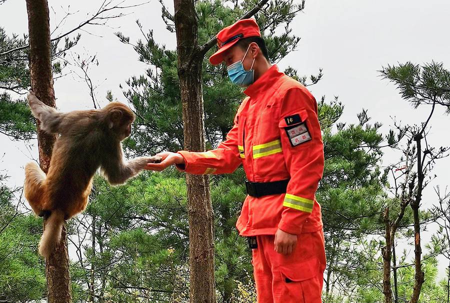 森林消防员防火巡护邂逅野生猕猴群。李张峰摄