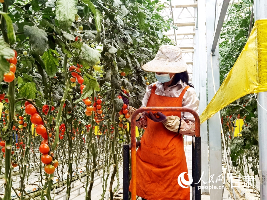 蘭州新區現代農業公園的聖女果智能溫室內，工人們正在採摘著紅透的聖女果。人民網 高翔攝