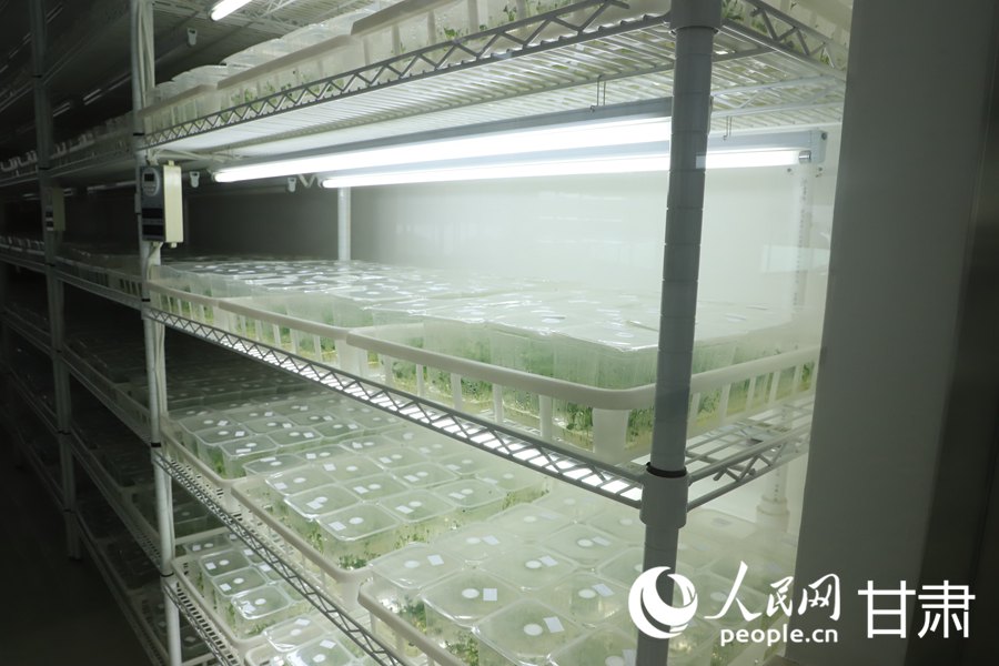 甘肃裕新农牧科技开发有限公司培养基中的马铃薯原原种育苗。人民网 黄帆摄