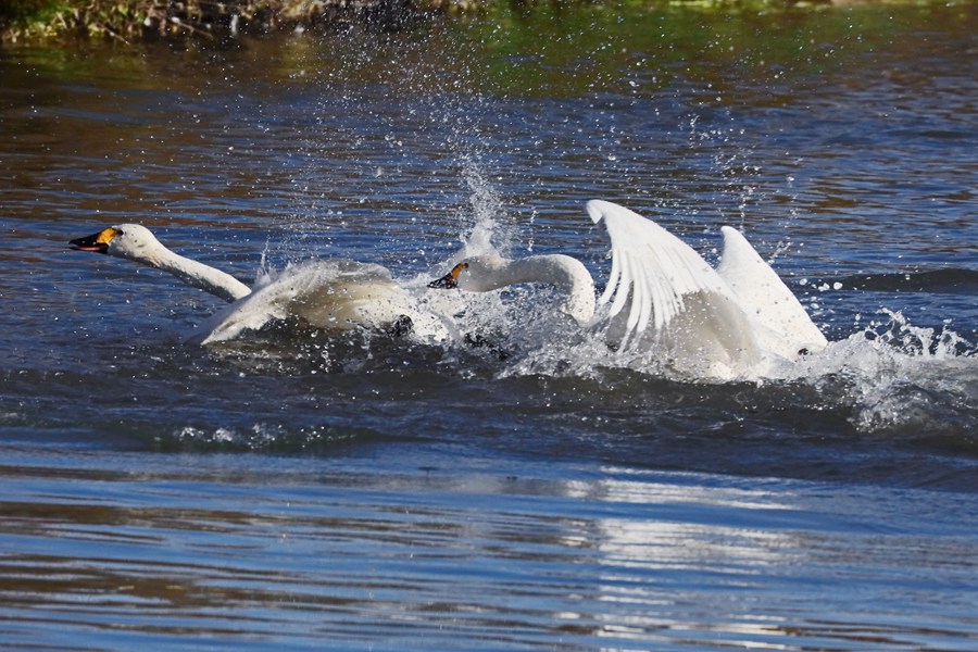 張掖國家濕地公園內，天鵝聚集在一起嬉戲。方艾琴攝