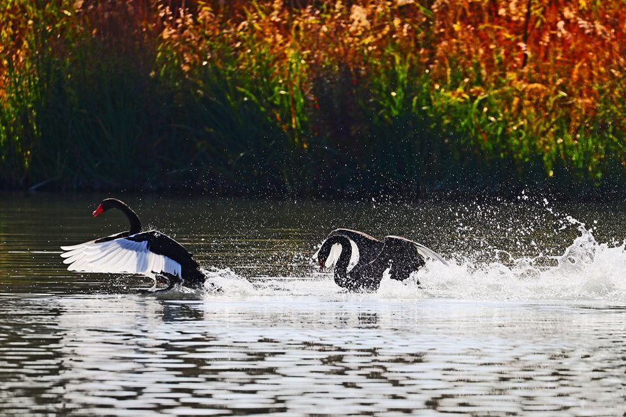 张掖国家湿地公园内，天鹅聚集在一起嬉戏。方艾琴摄