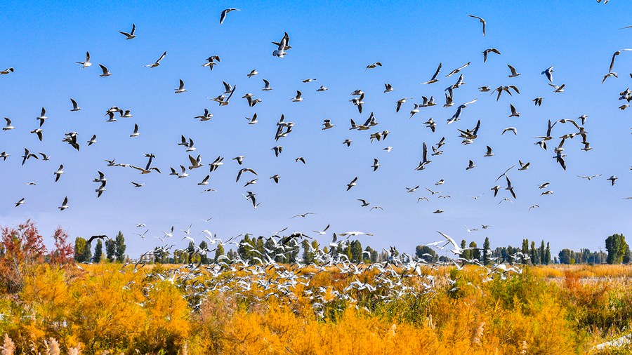 大批候鳥飛抵高台縣，在黑河濕地飛翔、覓食。屈昶攝
