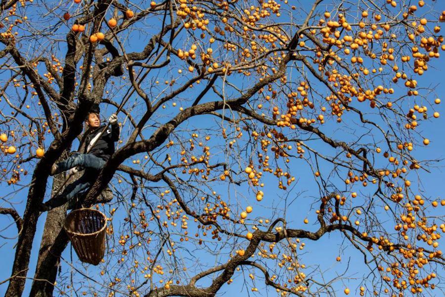 甘肃陇南：山间挂满幸福柿。吴庭栋摄