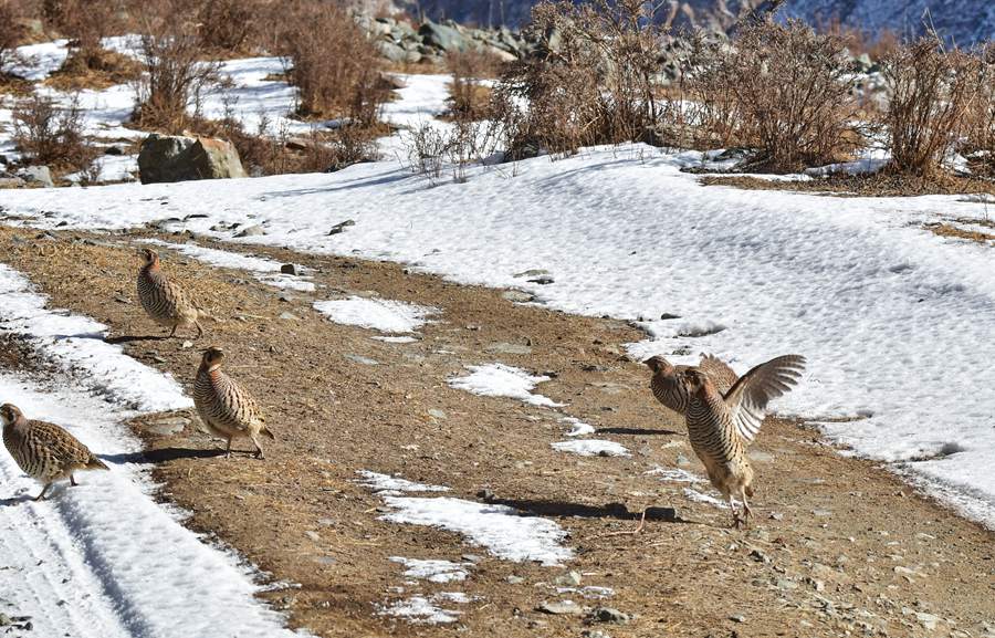 超多“精靈”！一起看祁連山下的野生動物越冬樂園。 武雪峰攝