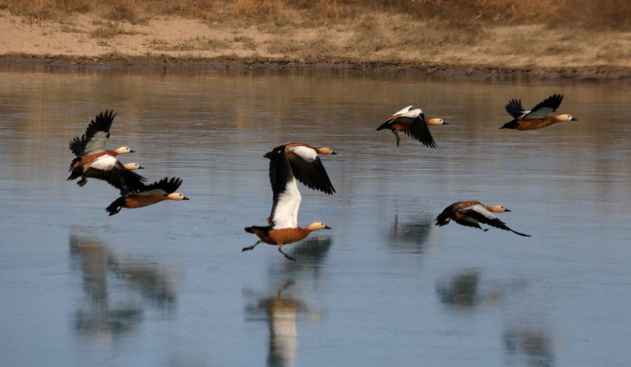赤麻鸭在党河湿地飞舞。张晓亮摄
