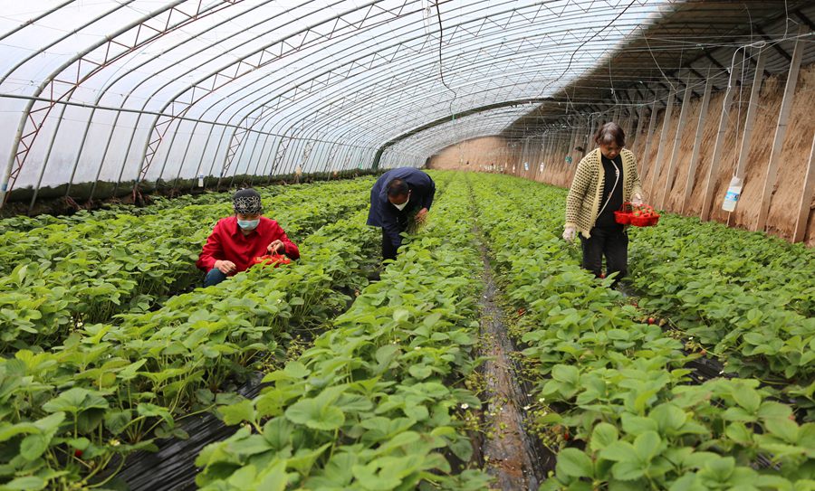 慶陽萬潤園種養殖農民專業合作社種植戶採摘草莓。盤小美攝