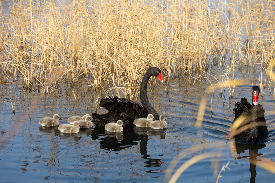 張掖國家濕地公園新添7隻黑天鵝萌寶。劉符軍攝