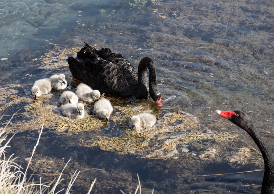 张掖国家湿地公园新添7只黑天鹅萌宝。刘符军摄