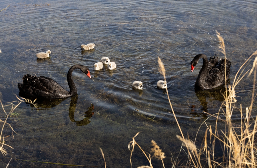 張掖國家濕地公園新添7隻黑天鵝萌寶。劉符軍攝