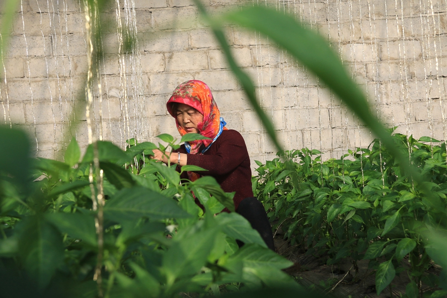 甘肅省敦煌市莫高鎮蘇家堡村農戶在溫室中忙碌。張曉亮、王佳攝
