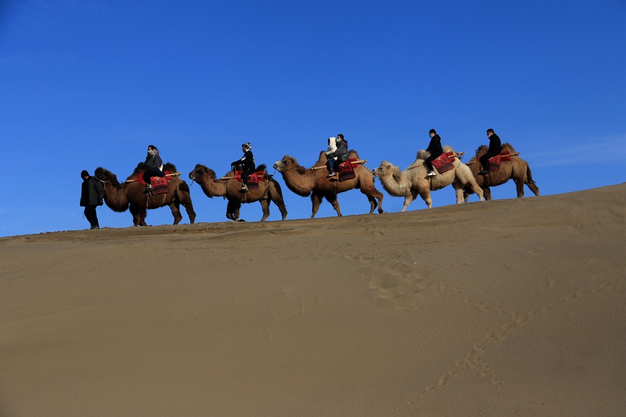 游客在鳴沙山月牙泉景區乘騎駱駝游覽。張曉亮攝