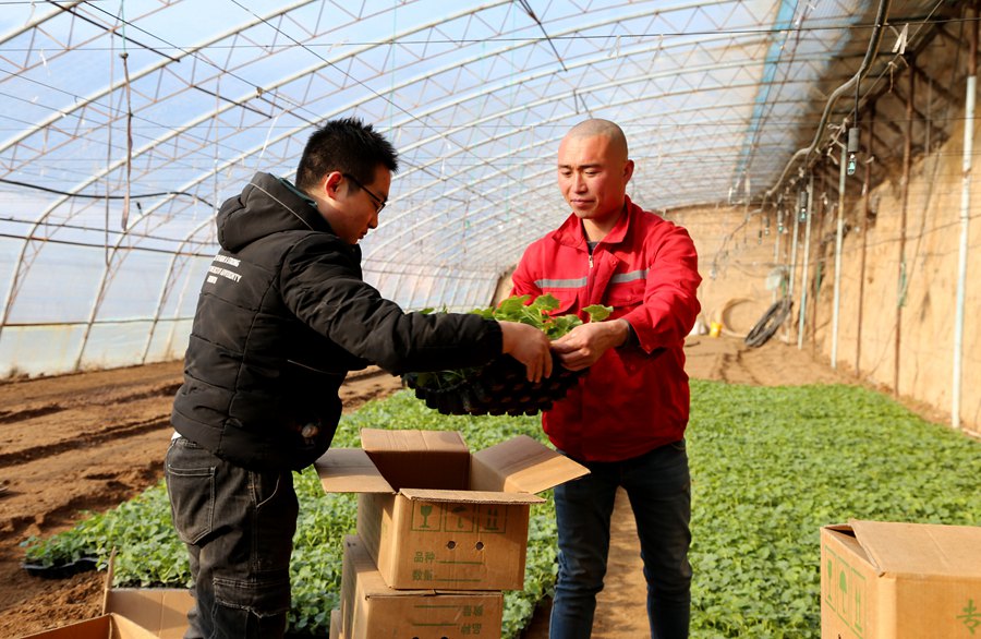 庆阳市老石桥种养殖农民专业合作社社员搬运甜瓜苗。盘小美摄