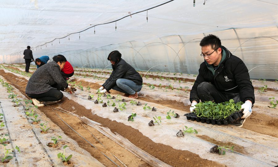 慶陽市老石橋種養殖農民專業合作社社員定植甜瓜苗。盤小美攝