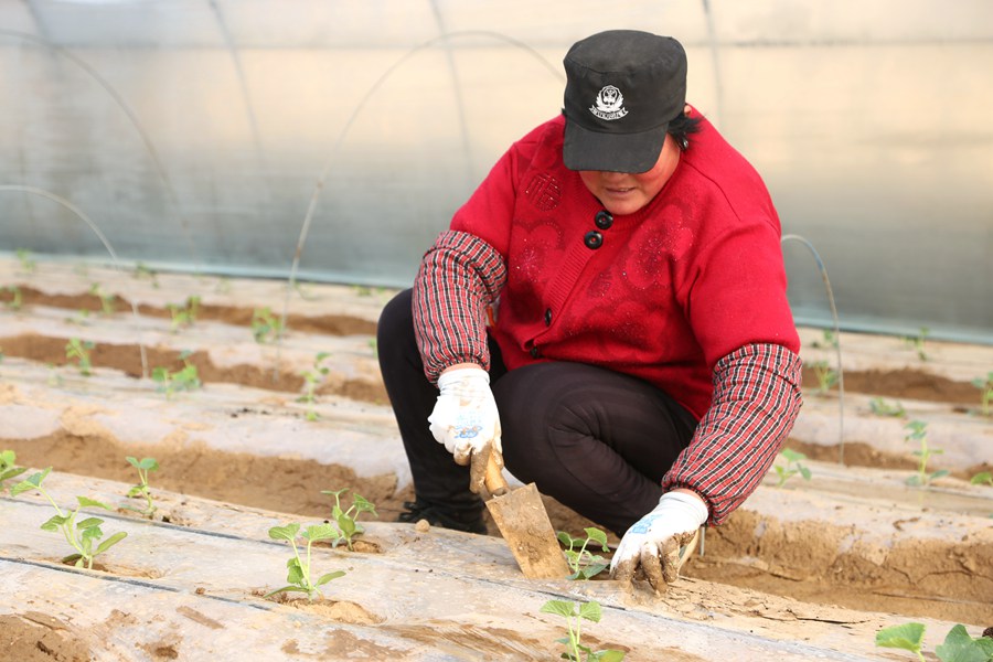 庆阳市老石桥种养殖农民专业合作社社员定植甜瓜苗。盘小美摄
