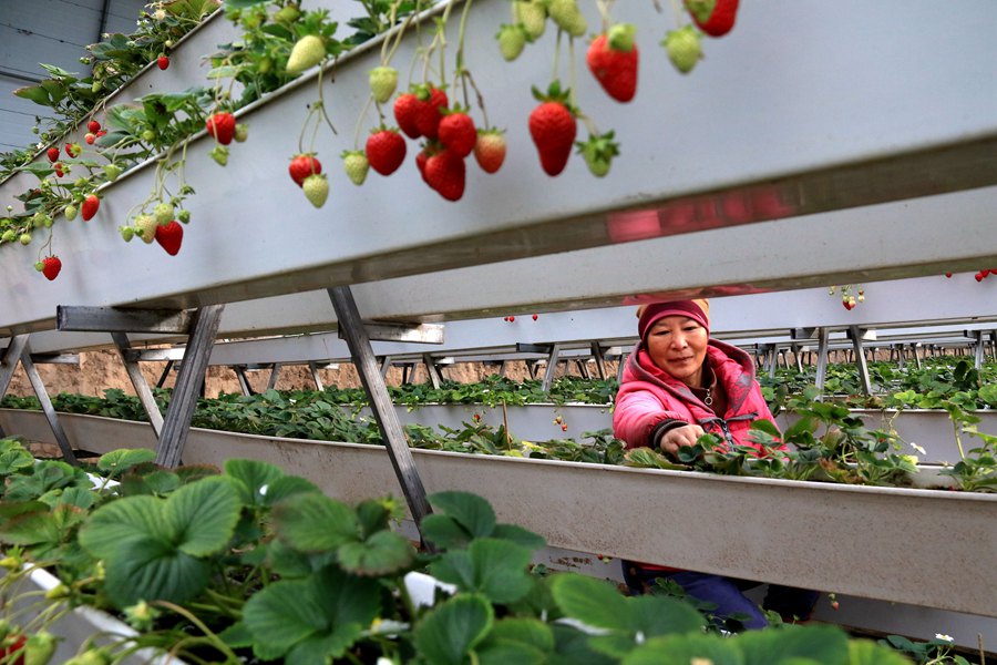在甘肃省敦煌市转渠口镇雷家墩村生态农业公园，种植户在温室中管理草莓。张晓亮摄
