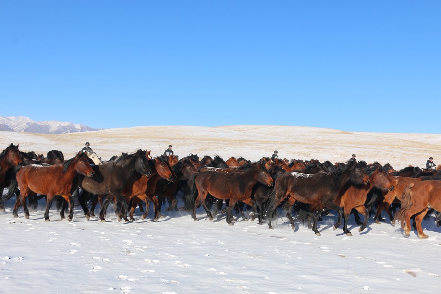 成群的骏马驰骋在茫茫雪原。王超摄