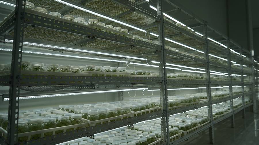 甘肃大有农业科技有限公司的十万级净化组培中心，数万个标记着不同日期的组培瓶里，一簇簇种苗吐着嫩绿的小芽，生机勃勃。彭东升摄