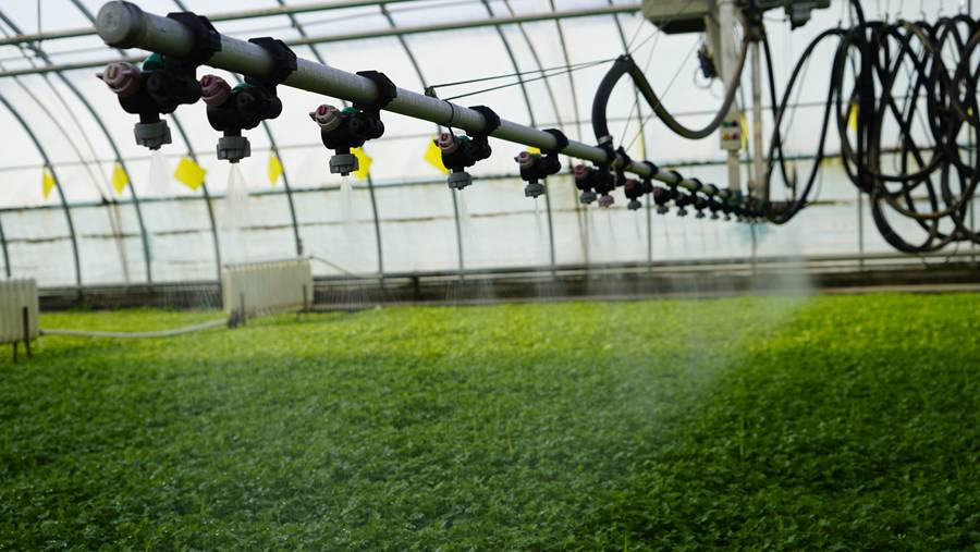榆中水合蔬菜产销专业合作社内悬臂式喷灌机为芹菜种苗喷灌，种苗绿意盎然、长势喜人。彭东升摄