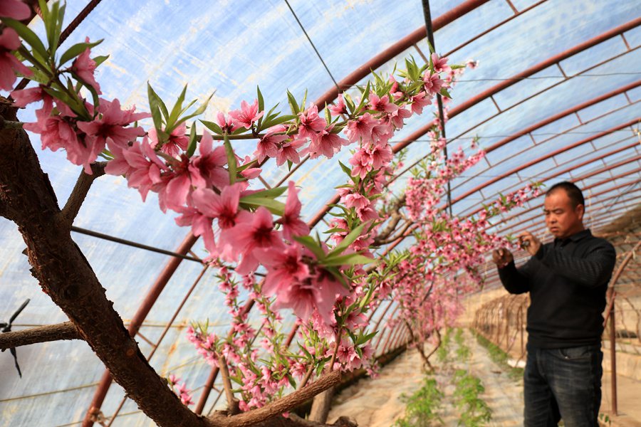 农民在温室中为桃树疏花。张晓亮摄