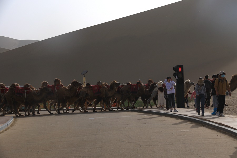 “駱駝紅綠燈”讓景區交通更有序。張曉亮攝