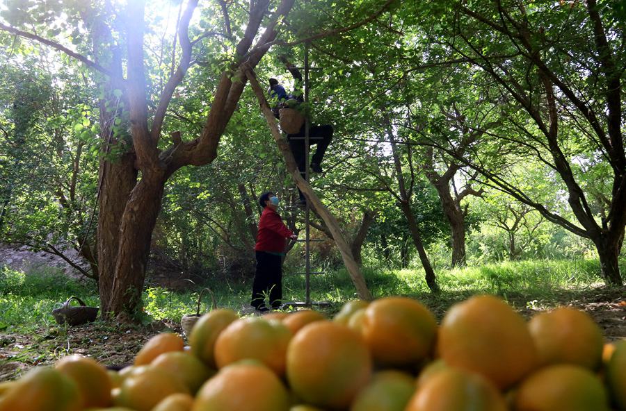 合水村農民採摘李廣杏。張曉亮攝