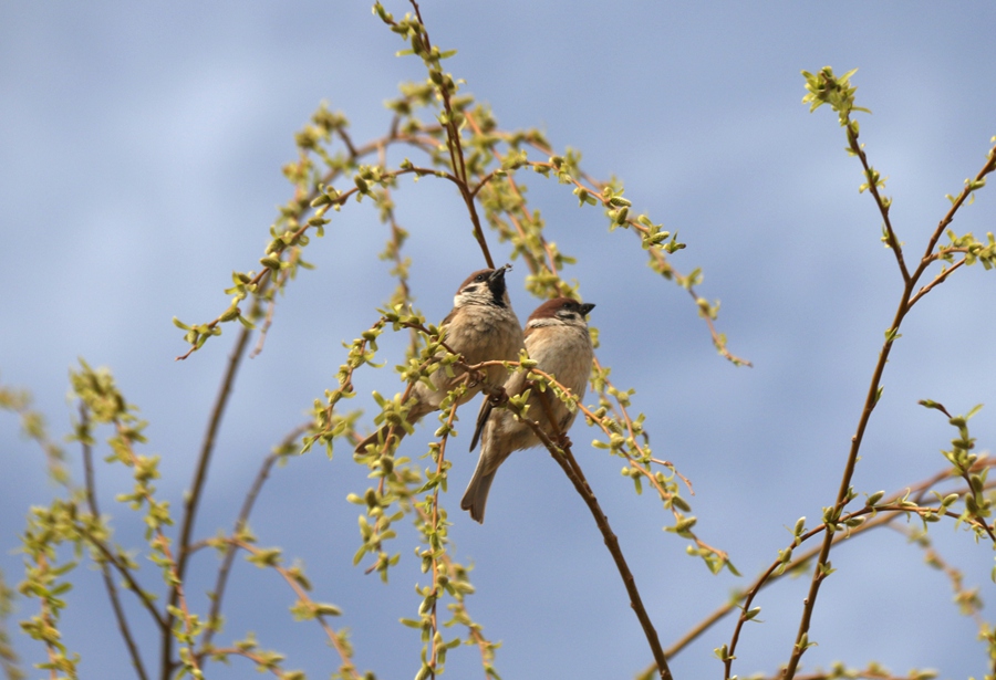 两只麻雀在鸣沙山月牙泉景区的柳枝上休憩。张晓亮摄