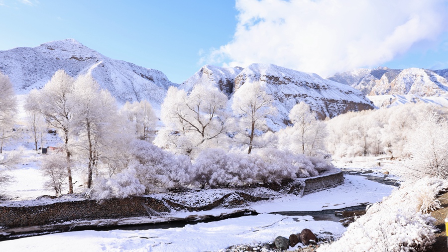 甘肃肃南：玉树琼枝美如画。武雪峰 安维斌摄