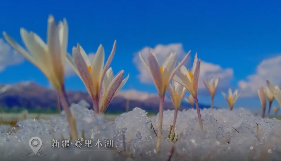 新疆赛里木湖畔的野百合破冰绽放