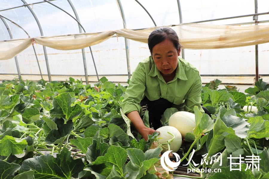 瓜農正忙著採摘白蘭瓜。人民網記者 王文嘉攝