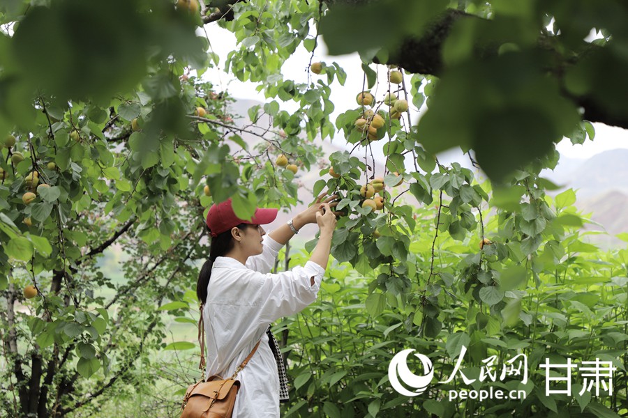 游客正在唐汪鎮杏子採摘基地游玩。人民網記者 高翔攝