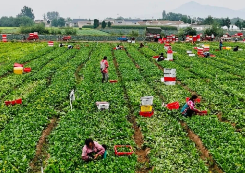 临夏县先锋乡：高原夏菜喜获丰收