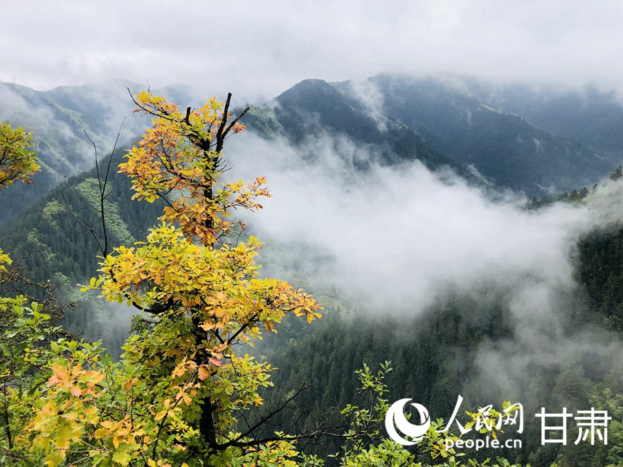 雨后兴隆山云烟氤氲宛如画卷【5】